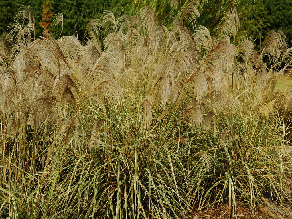  p>京芒草是一种禾本科,芨芨草属类生物,多年生.