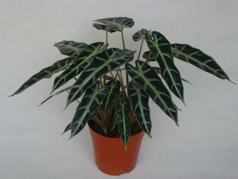 又称黑叶芋,<a target="