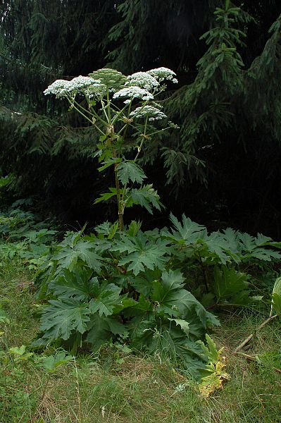  p>巨型猪草(学名:heracleum mantegazzianum),又名大猪草,巨型 a
