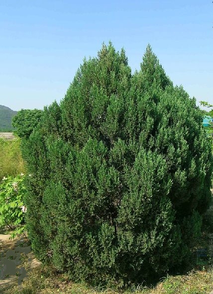  p>金叶桧(学名: i>sabina chinensis /i> (l.) ant. var.