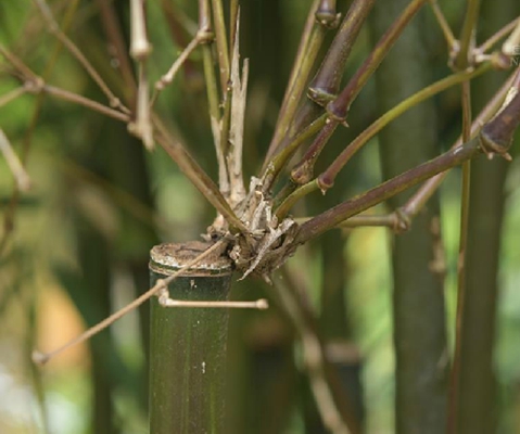  p>香竹(学名: i>chimonocalamus delicatus /i>