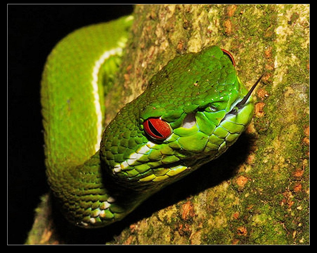 trimeresurus stejnegeri