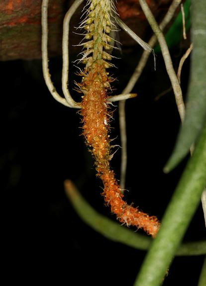  p>棒叶鸢尾兰(学名: i>oberonia myosurus /i>  (forst. f.) lindl.