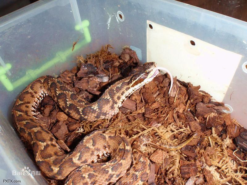  p data-id="gnx815dgjs">土脚蛇, a target="_blank" href="/item