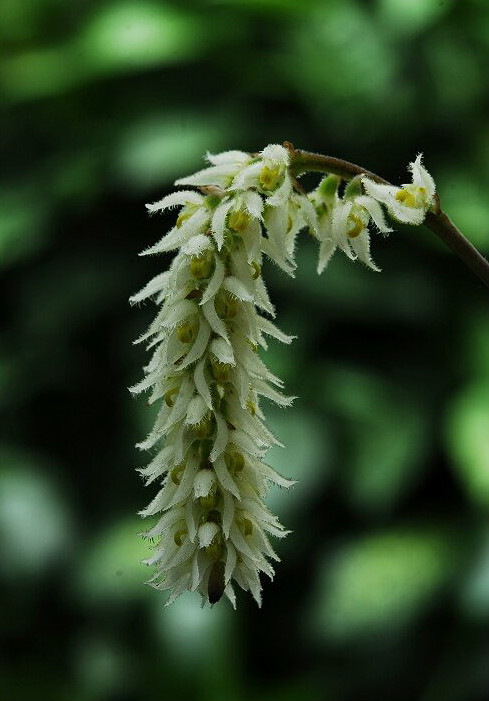  p>落叶石豆兰(学名: i>bulbophyllum hirtum /i>  (j. e.