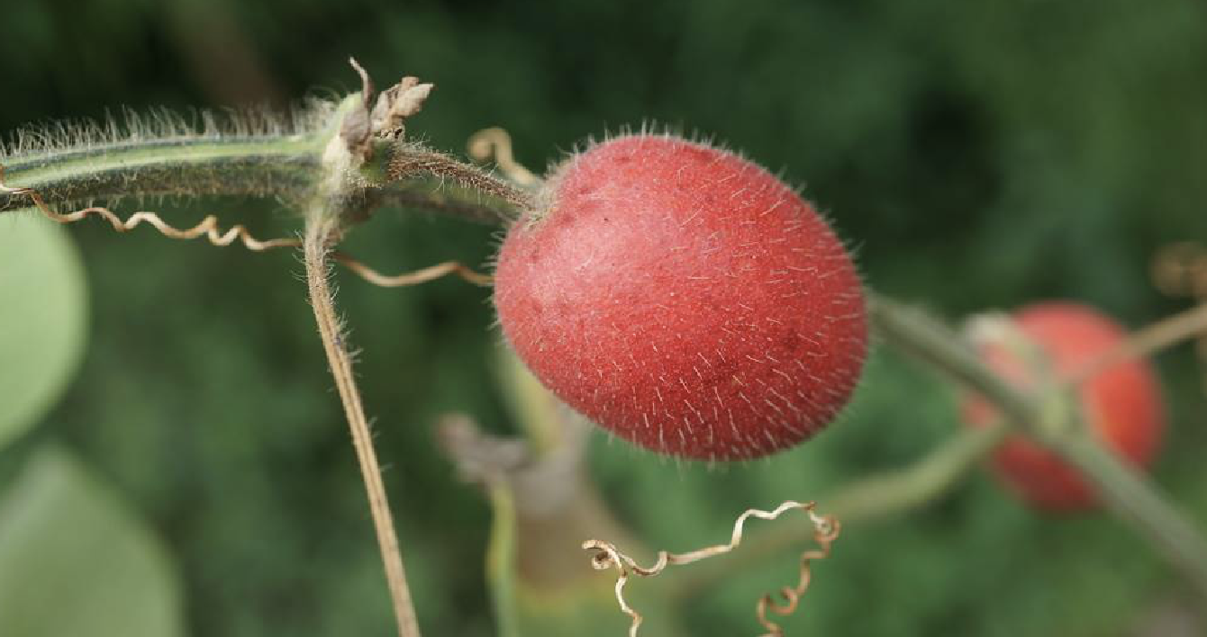 赤瓟(赤瓟怎么读)