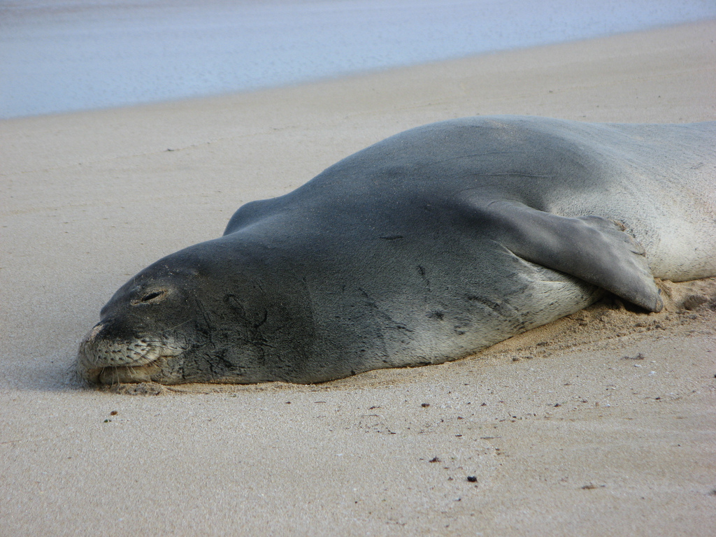  p>夏威夷僧海豹(学名:monachus schauinslandi)在 a href="#" data