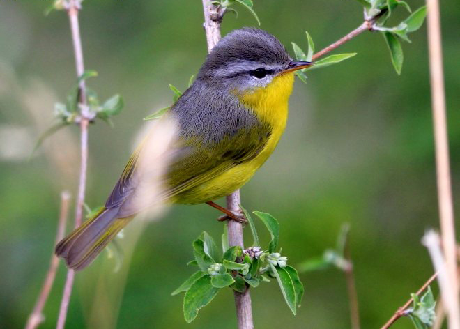 phylloscopus xanthoschistos