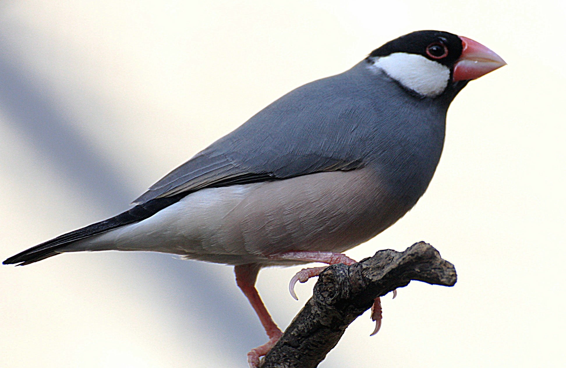  p>爪哇禾雀(学名:j i>padda oryzivora /i>),又名禾雀,文鸟,灰芙蓉