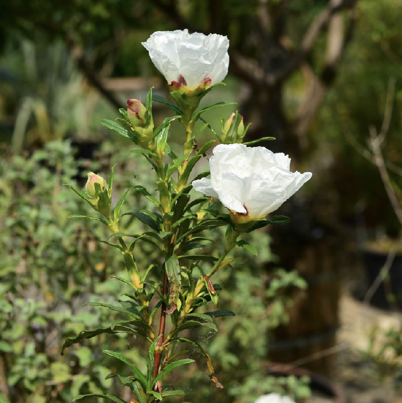 是半日花科岩蔷薇属多年生亚灌木.