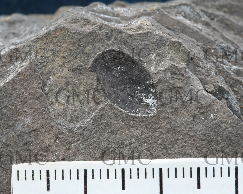  p>舌形贝(lingula),俗名 a href="#" data-lemmaid="4481576">海豆芽