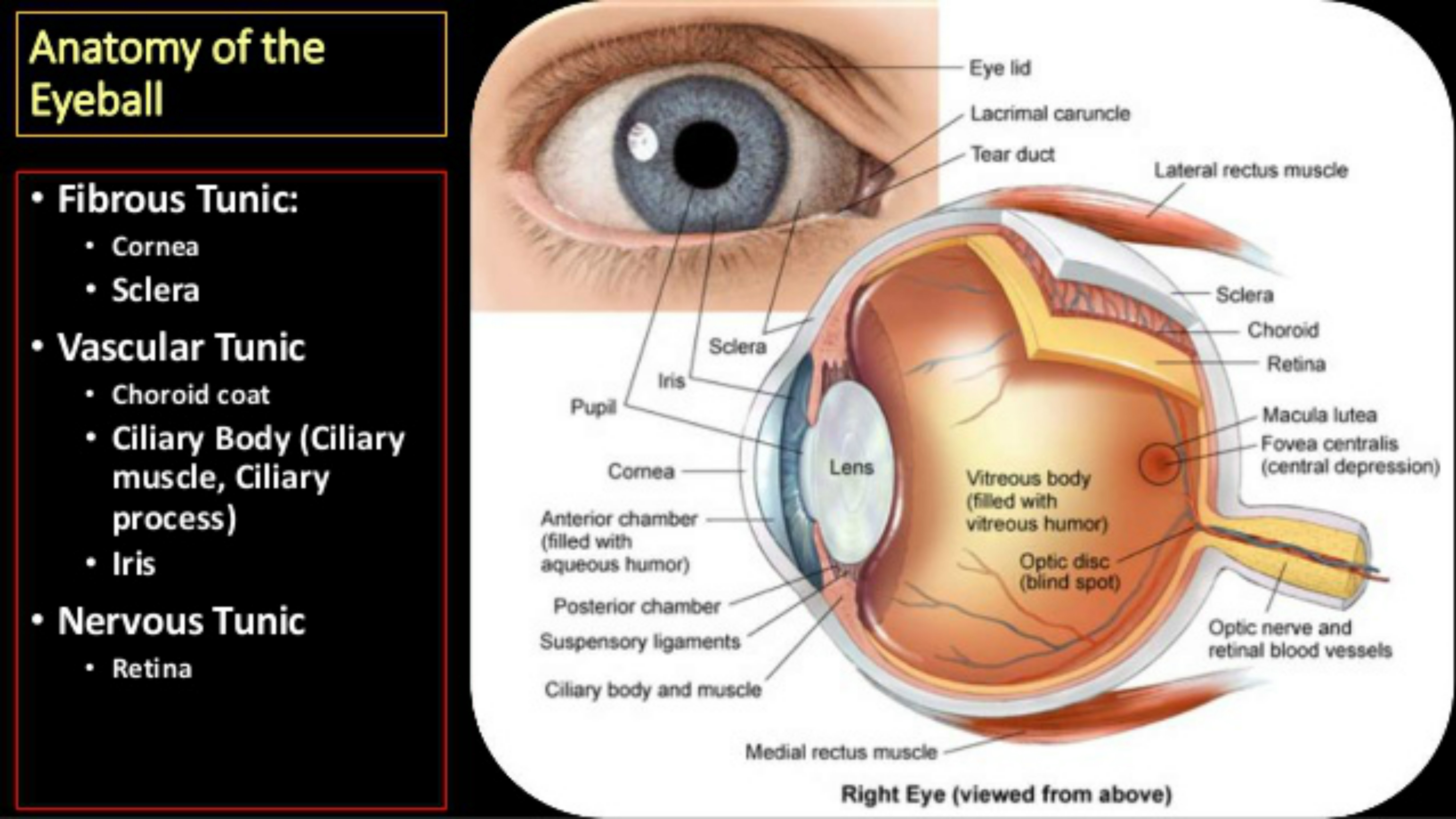  p>又称睫状体韧带(ciliary ligament).