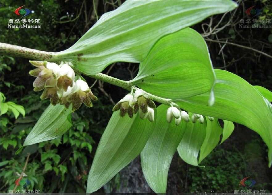  p>散斑竹根七(学名: i>disporopsis aspera  /i>(hua) engl.