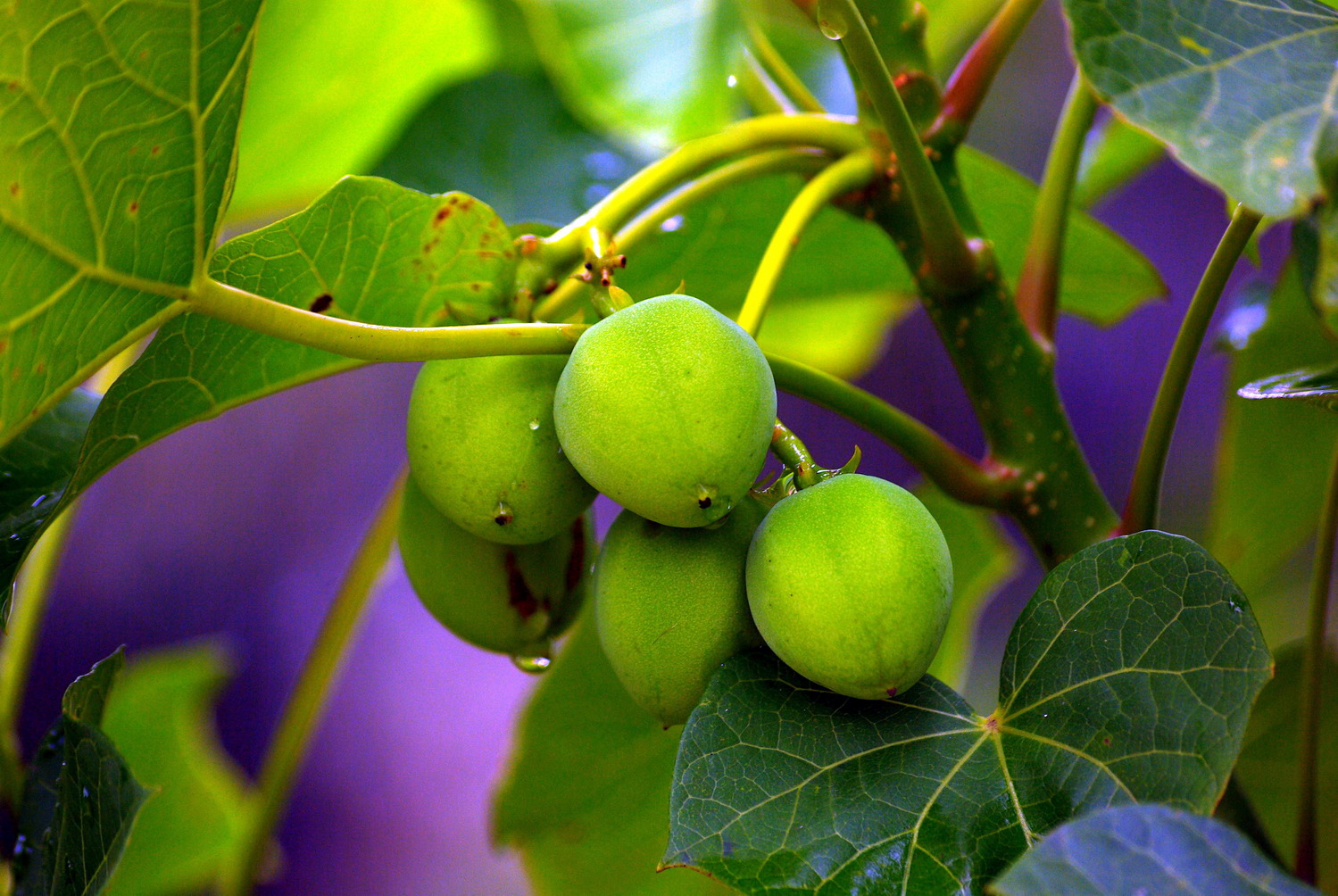 data-lemmaid="33239">乔木 /a>, a href="#" data-lemmaid="1520017"