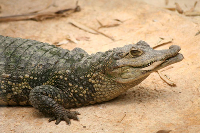 宽吻鳄