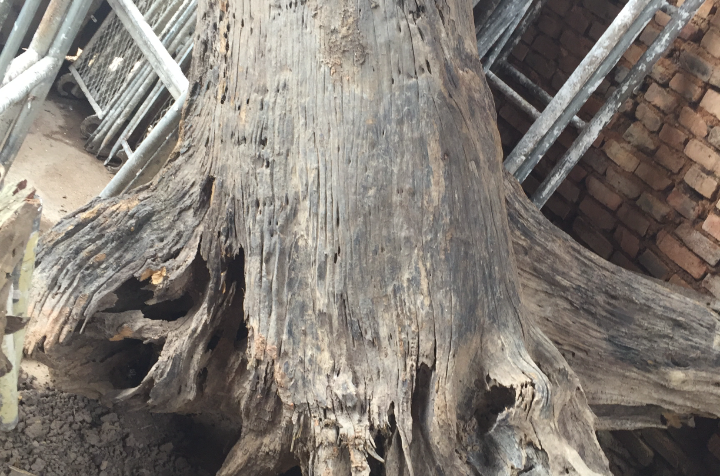 奶香木主要产自印尼,马来西亚,越南以及我国的海南等地.