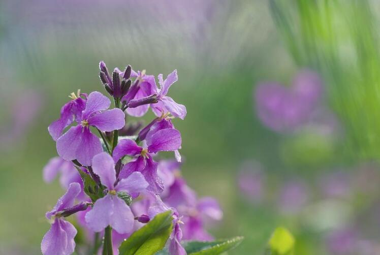  p>缺刻叶诸葛菜,十字花科, a target="_blank" href="/item/诸葛菜属