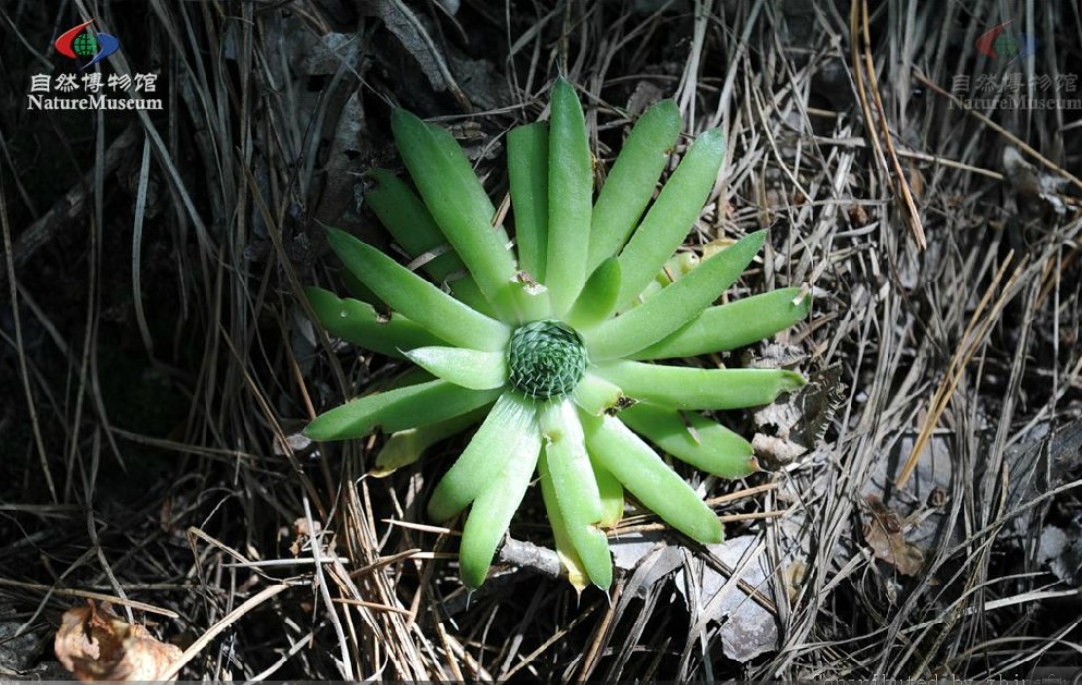  p>黄花瓦松〔学名: i>orostachys /i>  i>spinosa /i> (l.