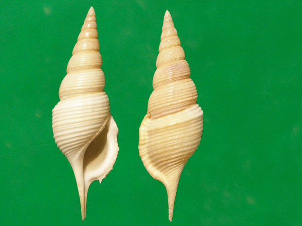  p>包氏长鼻螺(学名: i>rimellopsis powisii /i>): a target="_blank