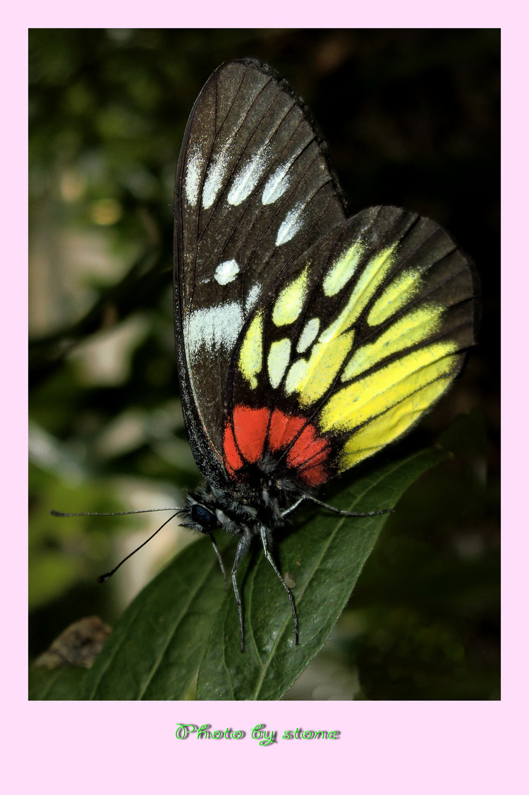 红肩锯粉蝶,prioneris clemanthe,又名<a targe