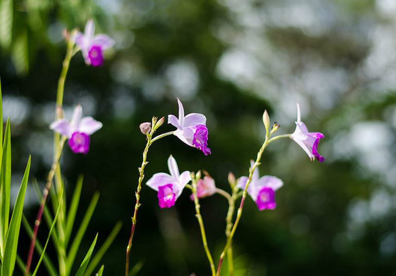  p>竹叶兰(学名: i>arundina graminifolia /i>  (d. don) hochr.