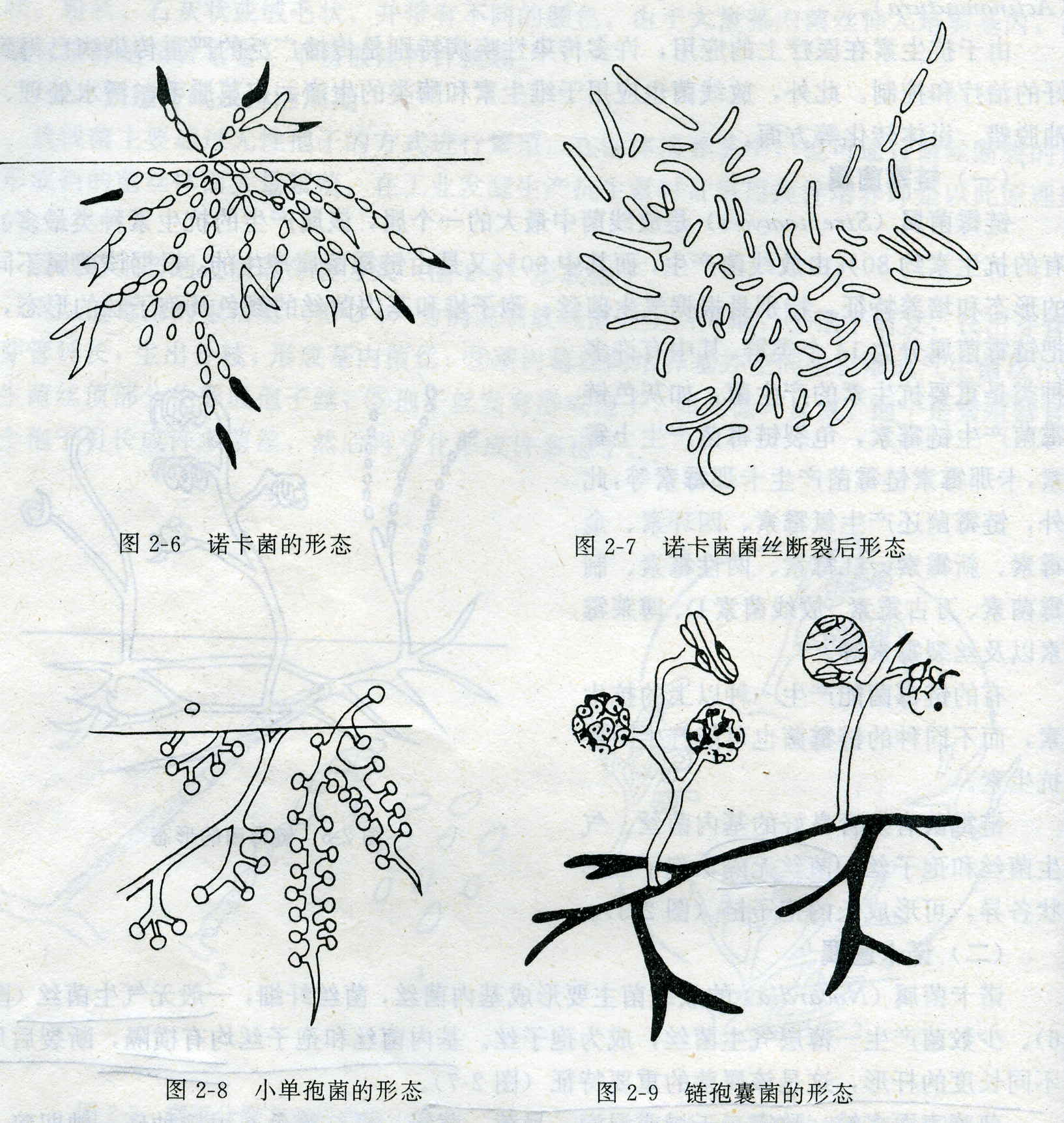  p>放线菌属(actinomyces) 为 a href="#" data-lemmaid="3446154">原