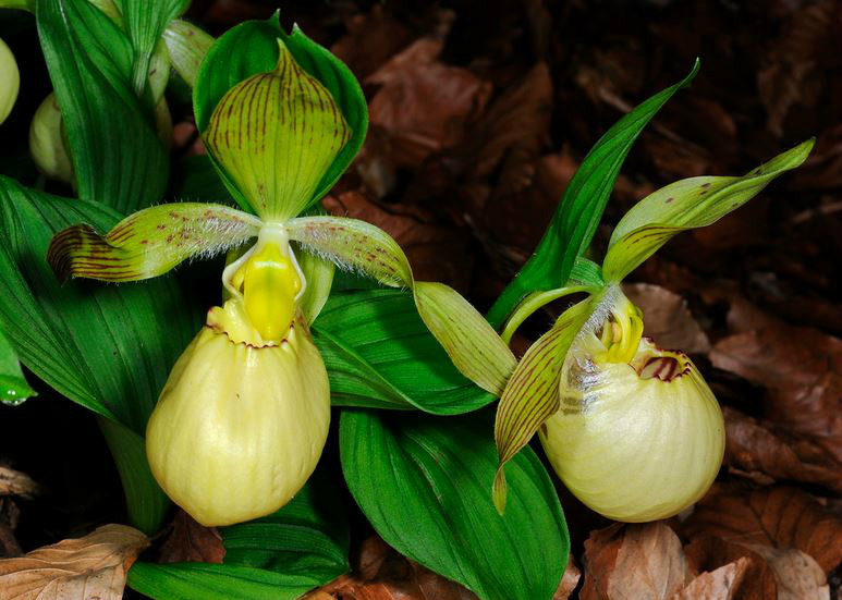  p>大叶杓兰(学名: i>cypripedium fasciolatum /i>  franch.