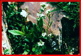 喜湿蚓果芥(变型)