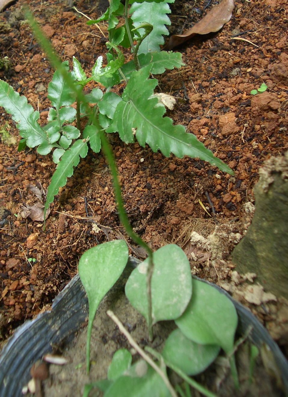  p>一叶草(ophioglossum)又名 a href="#" data-lemmaid="889514">独