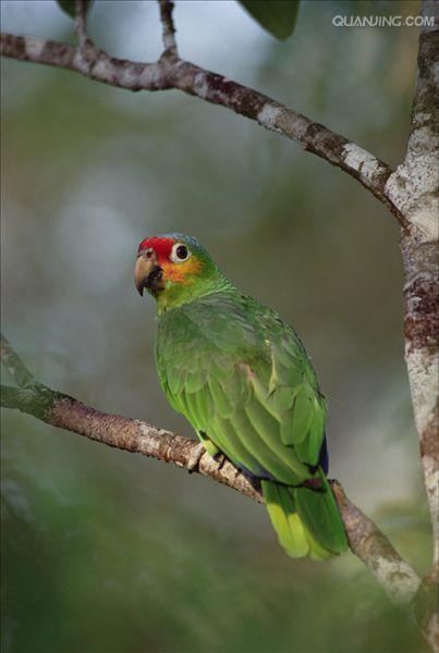  p>亚马逊鹦鹉(学名:amazona)外表帅气.