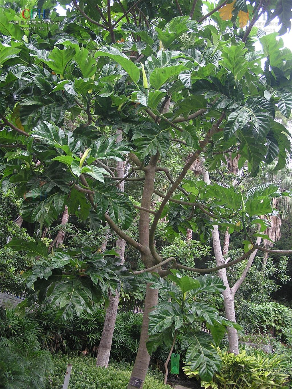  p>面包树(学名 i>artocarpus /i>  i>altilis /i> (parkinson ex f.