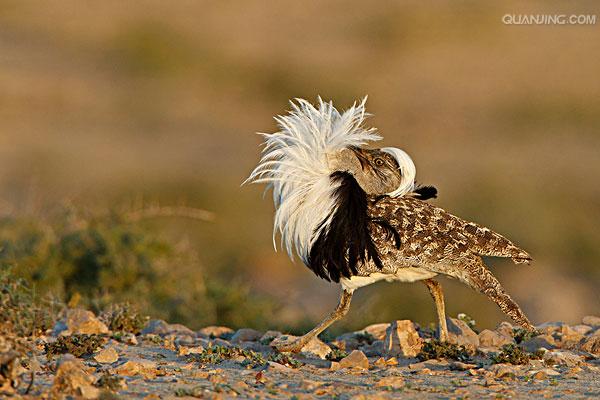 鹤形目鸨科的大型地栖 a target="_blank" href="/item/鸟类/278334"