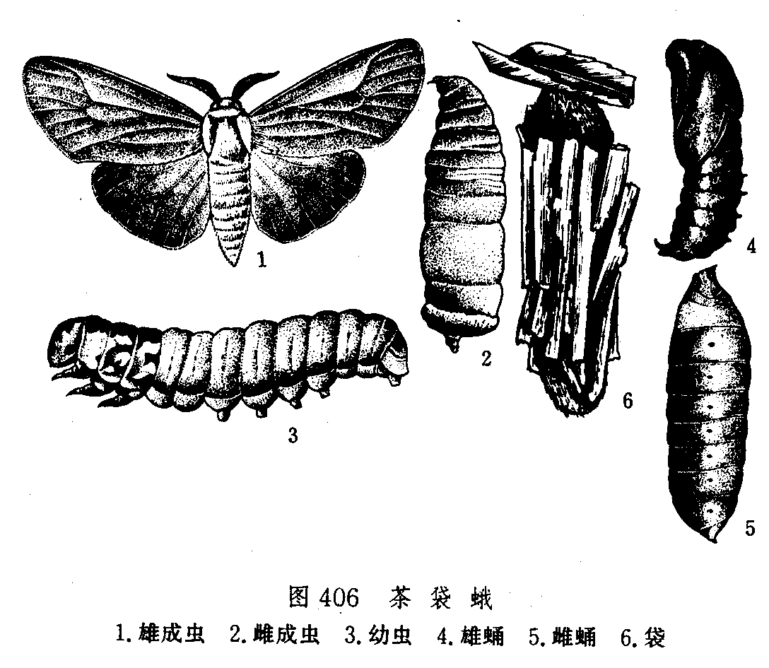  p>茶袋蛾, i>clania minuscula  /i>butler,为鳞翅目 a href="#">