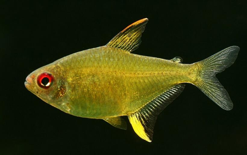  p>柠檬灯鱼,学名为丽鳍望脂鲤 (hyphessobrycon p