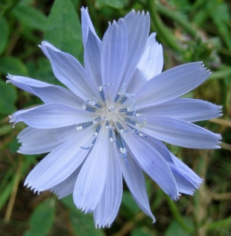 是被子植物门花荵科下的一个属,该属物种均为多年生或一年生灌木,半