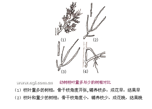 骨干枝