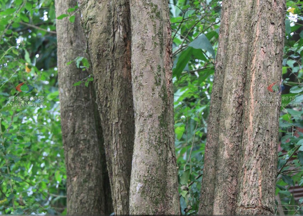  p>钝叶黄檀(学名: i>dalbergia obtusifolia  /i>(baker) prain)是