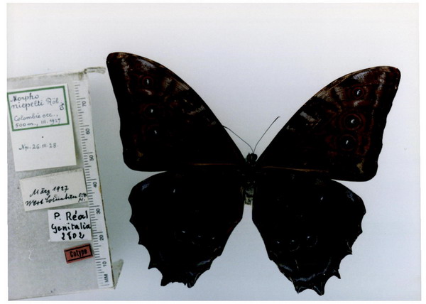  p>尼佩尔特闪蝶, i>morpho niepelti ( /i>r  ber, 1927),鳞翅目 a
