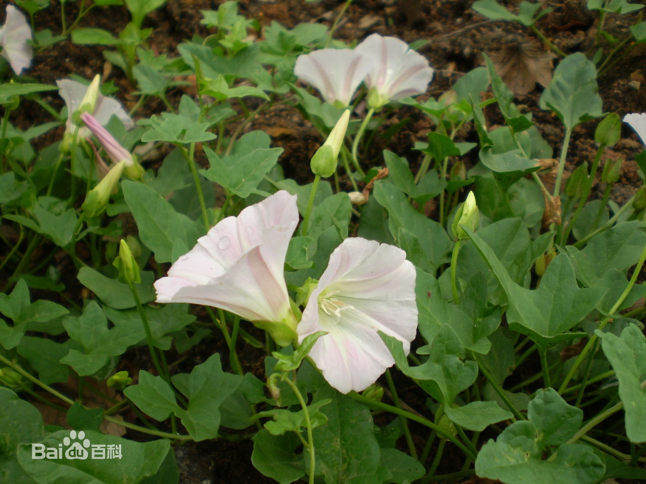 《打碗碗花》是 a target="_blank" href="/item/李天芳/3542607"