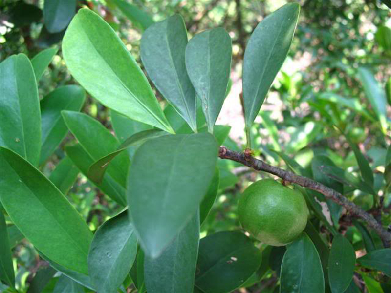 carcinia oblongifolia ghamp