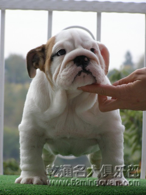 斗牛犬bulldog