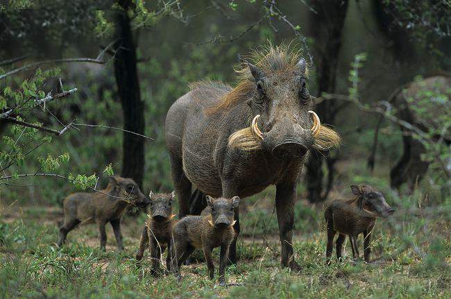  p>非洲疣猪(学名: i>phacochoerus africanus /i>):也称 a href="#">
