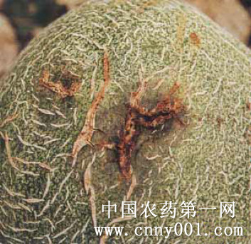 甜瓜黑点软腐病