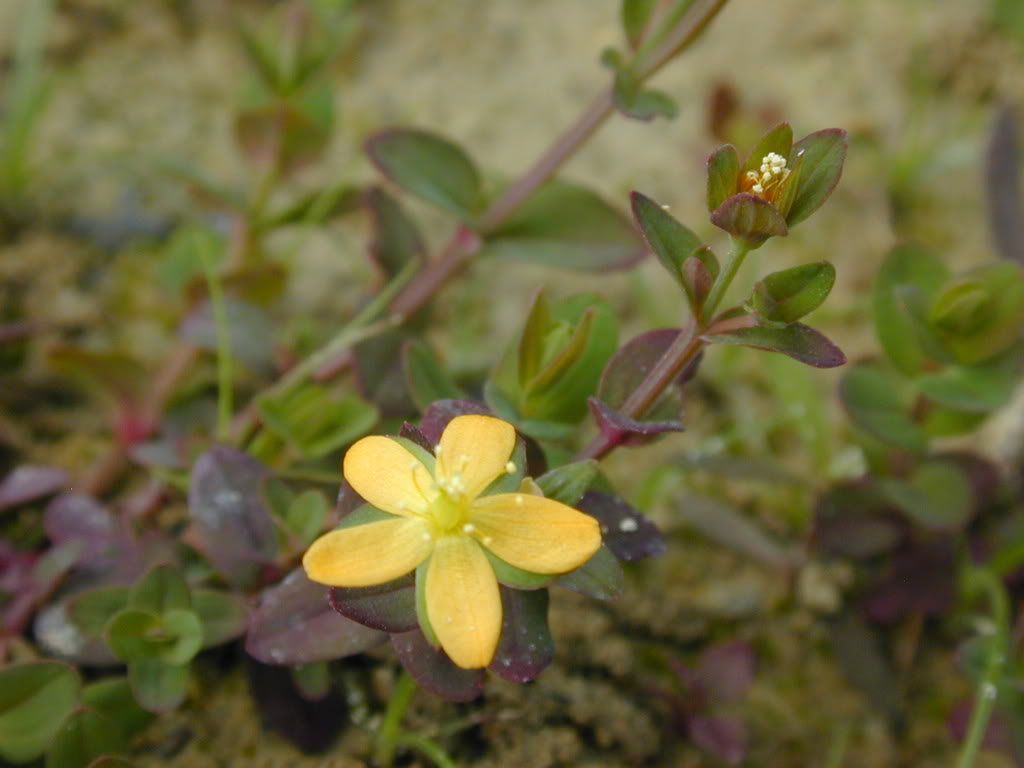 对对草茎直立,圆柱形;叶对生;叶片长椭圆状披针形,全缘;聚伞花序顶生