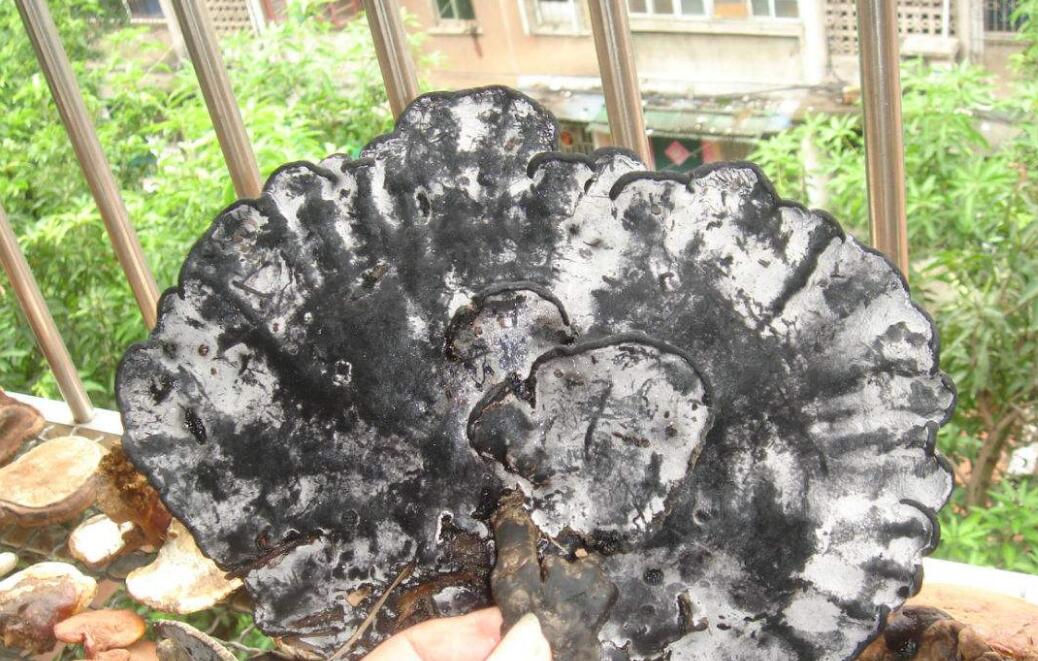  p>福建假芝,担子果一年生,有柄,木栓质. /p>