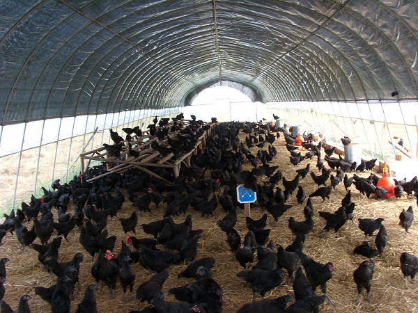 发酵床养鸡技术