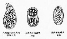 肉孢子虫科