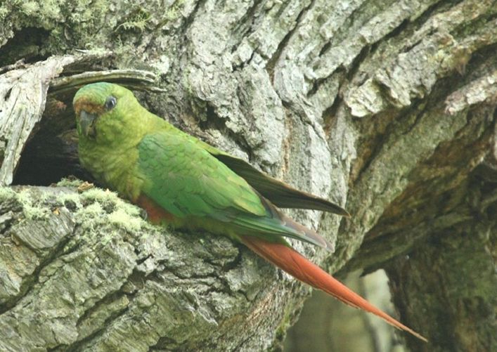  p>南方锥尾鹦鹉(学名: i>enicognathus ferrugineus /i>):是鸟纲