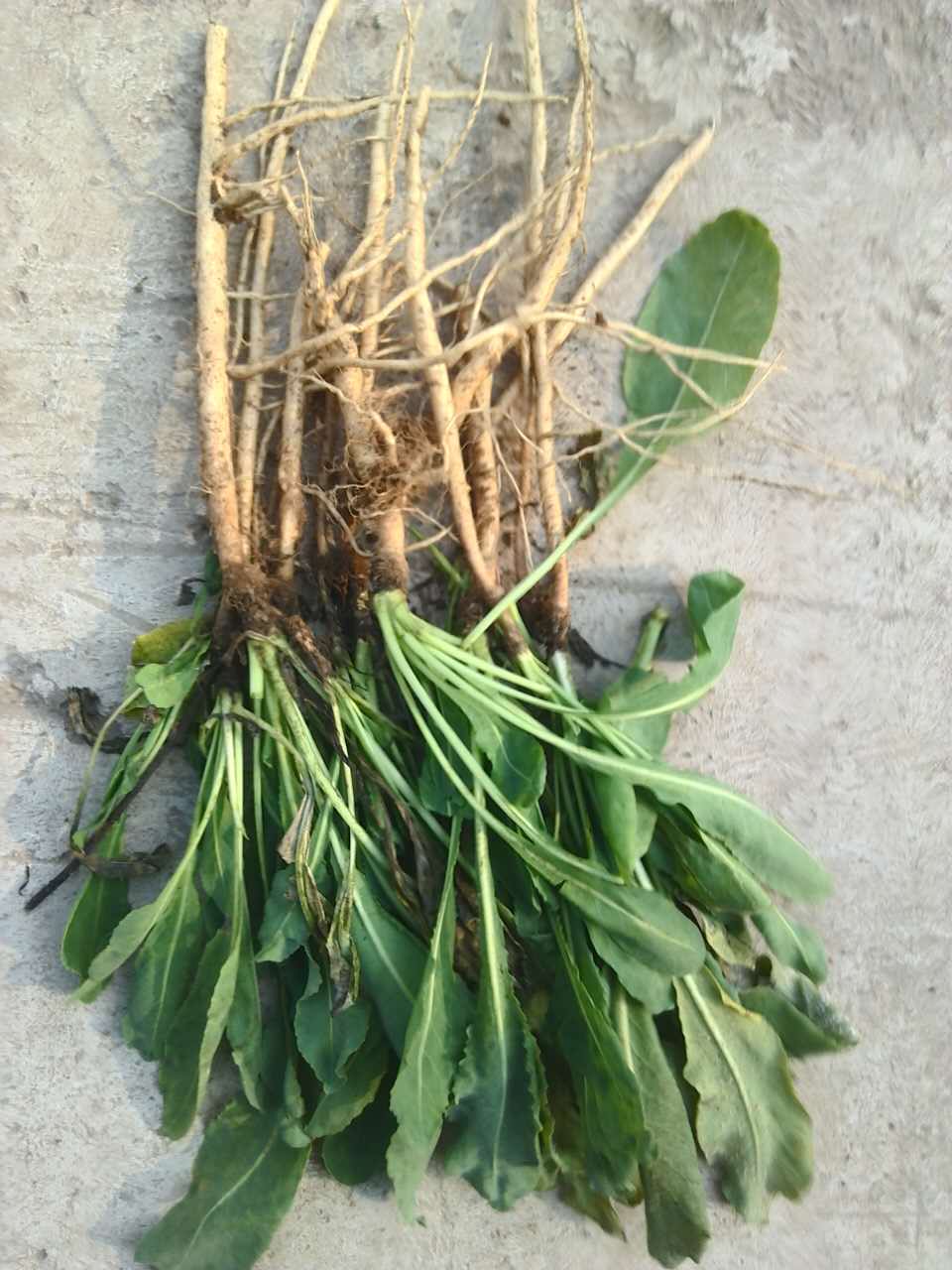 imlay),菘蓝属植物菘蓝(isatis tinctoria l)等. /p>