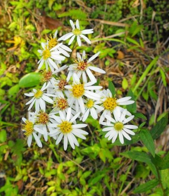 是菊科,马兰属多年生 a target="_blank" href="/item/草本/541696"